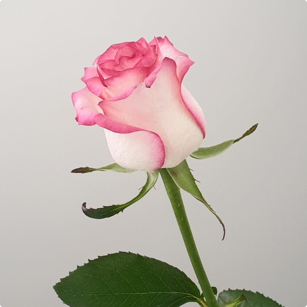 Custom Floral Designs - Image 3